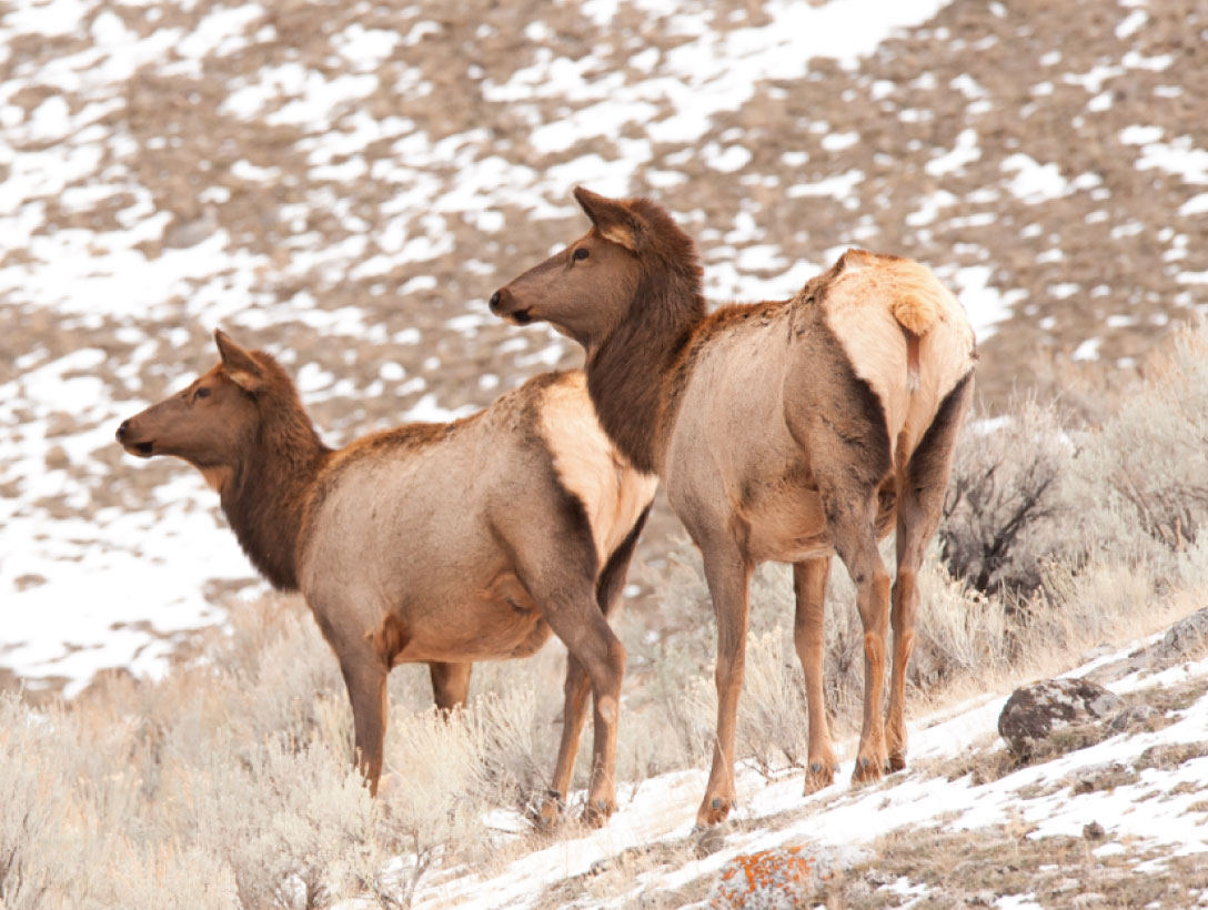 wyoming cow elk hunt - guide elk hunts