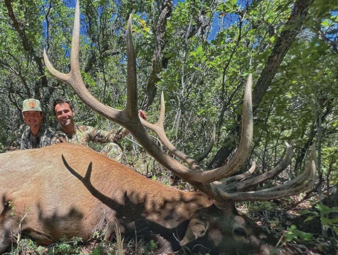 new mexico guided elk hunts new mexico guided elk hunts